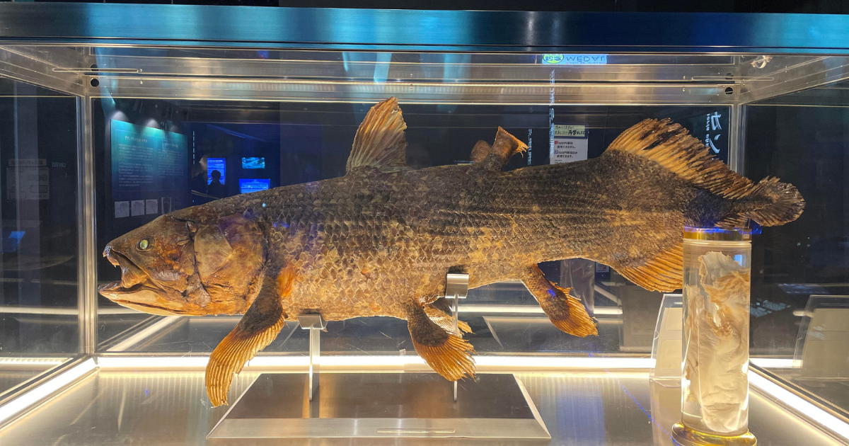 🐟シーラカンスの日|不思議な古代魚に学ぶ「変わらないもの・変わるもの」 - うしこブログ
